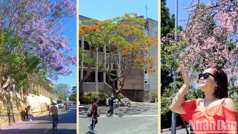 En el momento de la transición primavera-verano, los visitantes a Da Lat se sienten emocionados por la floración de las flores de cerezo y de flamboyán. Es realmente algo extraño en esta ciudad de las miles de flores. En el momento de la transición primavera-verano, los visitantes a Da Lat se sienten emocionados por la floración de las flores de cerezo y de flamboyán. Es realmente algo extraño en esta ciudad de las miles de flores.