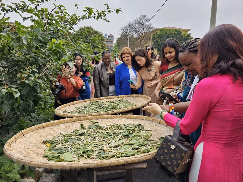 Visita al jardín de moreras para conocer el proceso de crianza del gusano de seda. Visita al jardín de moreras para conocer el proceso de crianza del gusano de seda.