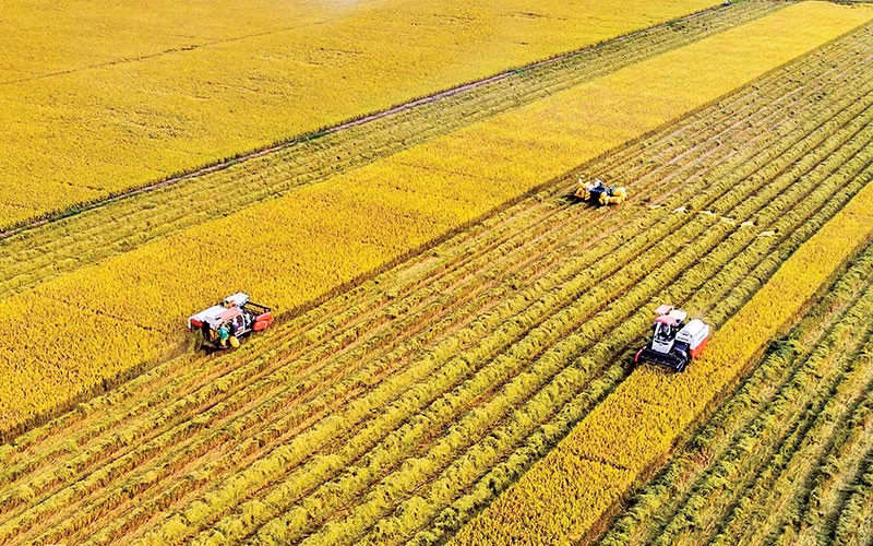 Vietnam reafirma su capacidad de producir arroz de alta calidad. (Fotografía: Le Hoang Thai)