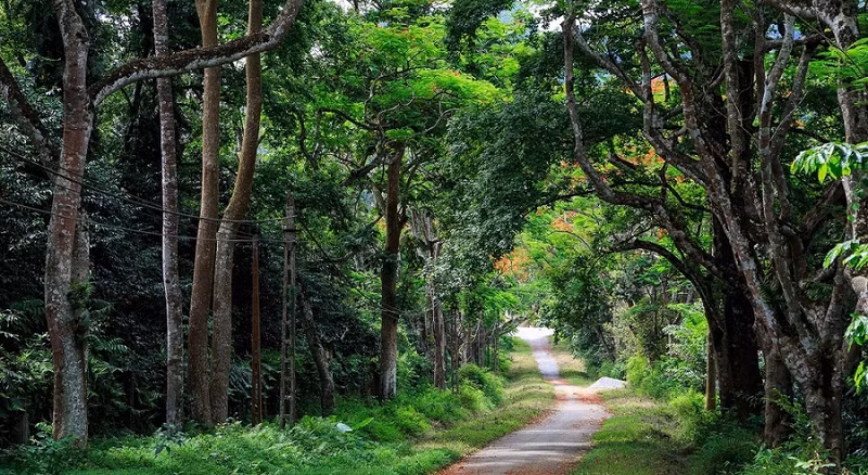 Parque Nacional de Cuc Phuong. (Fotografía: moitruongdulich.vn)