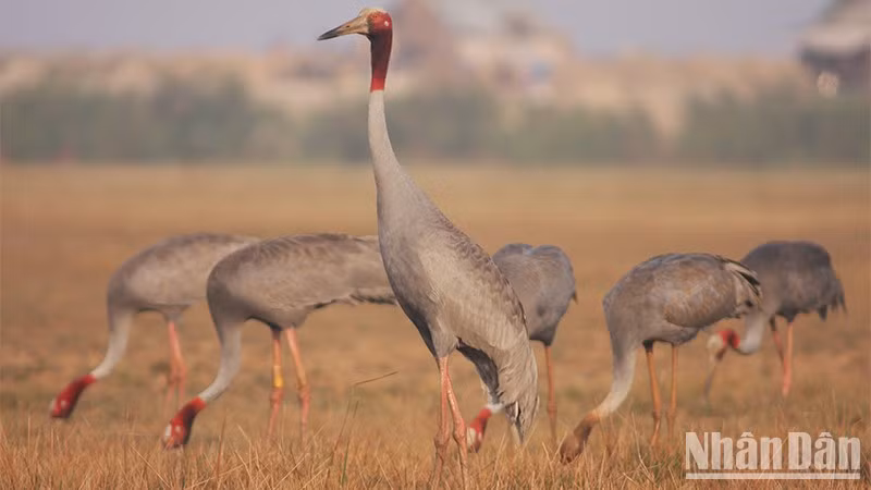 Unen manos en Vietnam para recuperar hábitat natural de grulla de corona roja
