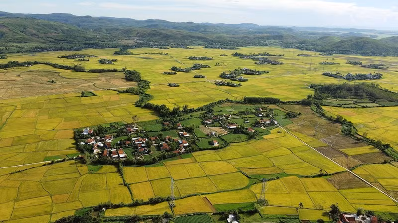 Campos de arroz en la comuna de Hoa Quang Bac, distrito de Phu Hoa, en la temporada de verano-otoño. 