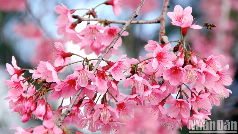 El cerezo lleva el nombre científico de prunus cerasoides, que se cita como "prunus cerasoides D. Don". D. Don David Don (1799-1841), fue un botánico escocés del que se dice que fue el primero en clasificar y describir las flores de cerezo en el libro en latín Prodromus florae nepalensis (Flores recolectadas en Nepal), publicado en Londres en 1825. El cerezo lleva el nombre científico de prunus cerasoides, que se cita como "prunus cerasoides D. Don". D. Don David Don (1799-1841), fue un botánico escocés del que se dice que fue el primero en clasificar y describir las flores de cerezo en el libro en latín Prodromus florae nepalensis (Flores recolectadas en Nepal), publicado en Londres en 1825.