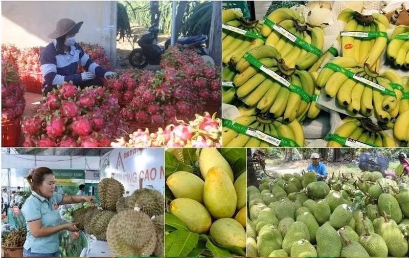 Las exportaciones agrícolas de Vietnam alcanzaron 9,38 mil millones de dólares en los primeros dos meses del año (Foto: VNA)