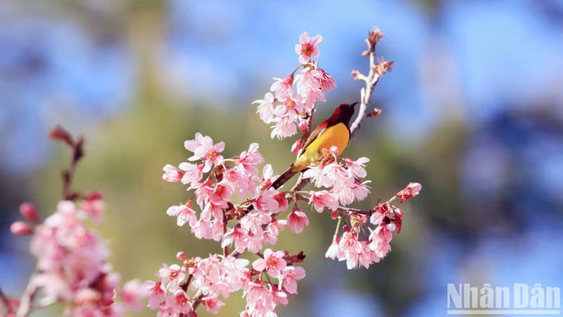 El cerezo es una especie de árbol popular en el este de Asia, en lugares con altitudes superiores a los mil metros. El cerezo es una especie de árbol popular en el este de Asia, en lugares con altitudes superiores a los mil metros.