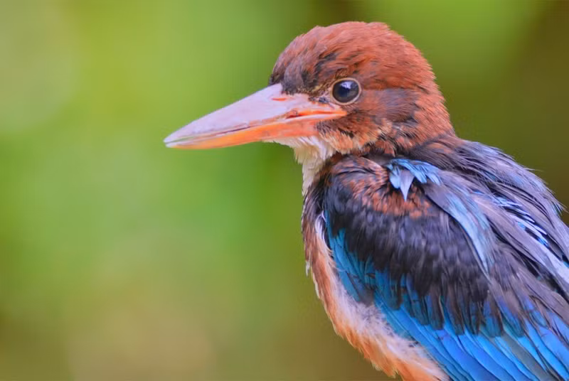 Un alción de Esmirna (Halcyon smyrnensis)