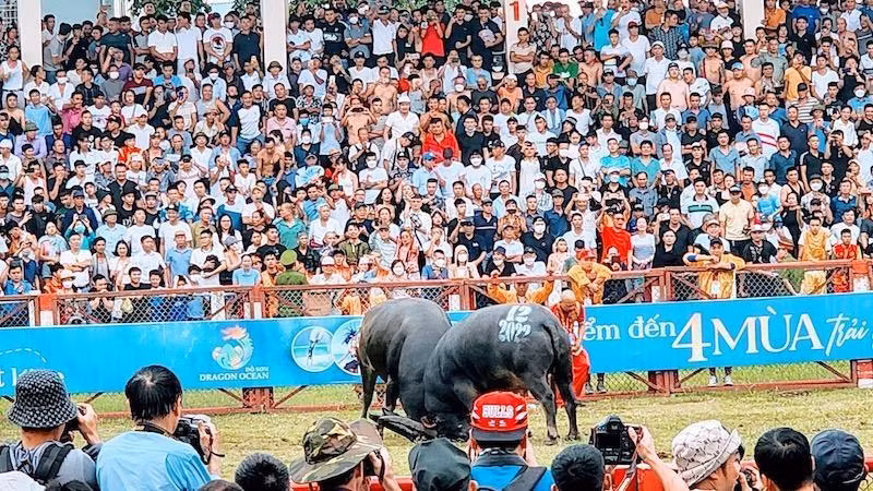 El Festival de Lucha de búfalos de Do Son.