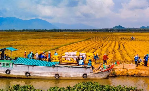 Intensificar la aplicación de la ciencia - tecnología en la agricultura en elDelta del Mekong. (Foto: nongnghiep.vn)