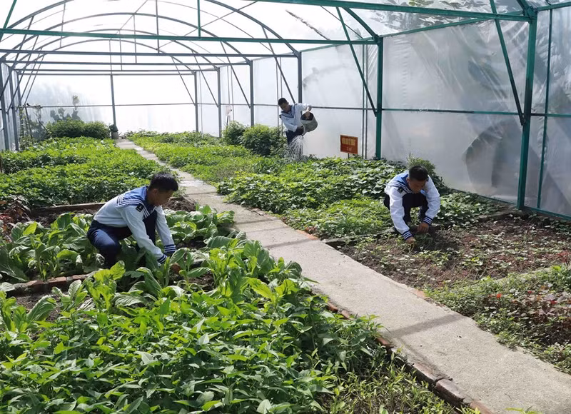 Oficiales y soldados cultivan verduras en las islas en el distrito insular de Truong Sa. Oficiales y soldados cultivan verduras en las islas en el distrito insular de Truong Sa.