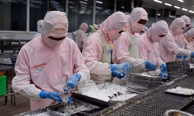Procesamiento de camarón para la exportación (Fotografía: Vietnam+)