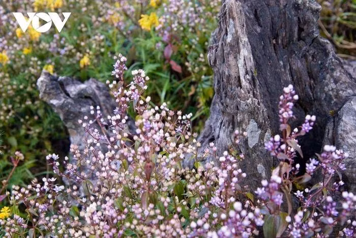 Las flores solo viven de dos a tres semanas y muchos turistas se apresuran a cruzar los tortuosos caminos montañosos para contemplar la belleza poética de esta flor en Ta Chi Nhu.