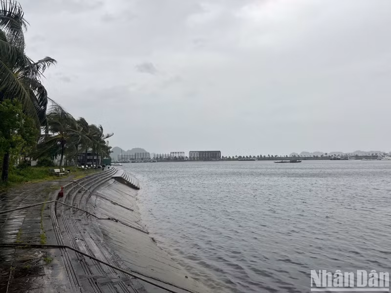 La provincia de Quang Ninh crea siete grupos de trabajo para inspeccionar los preparativos ante el tifón Yagi.