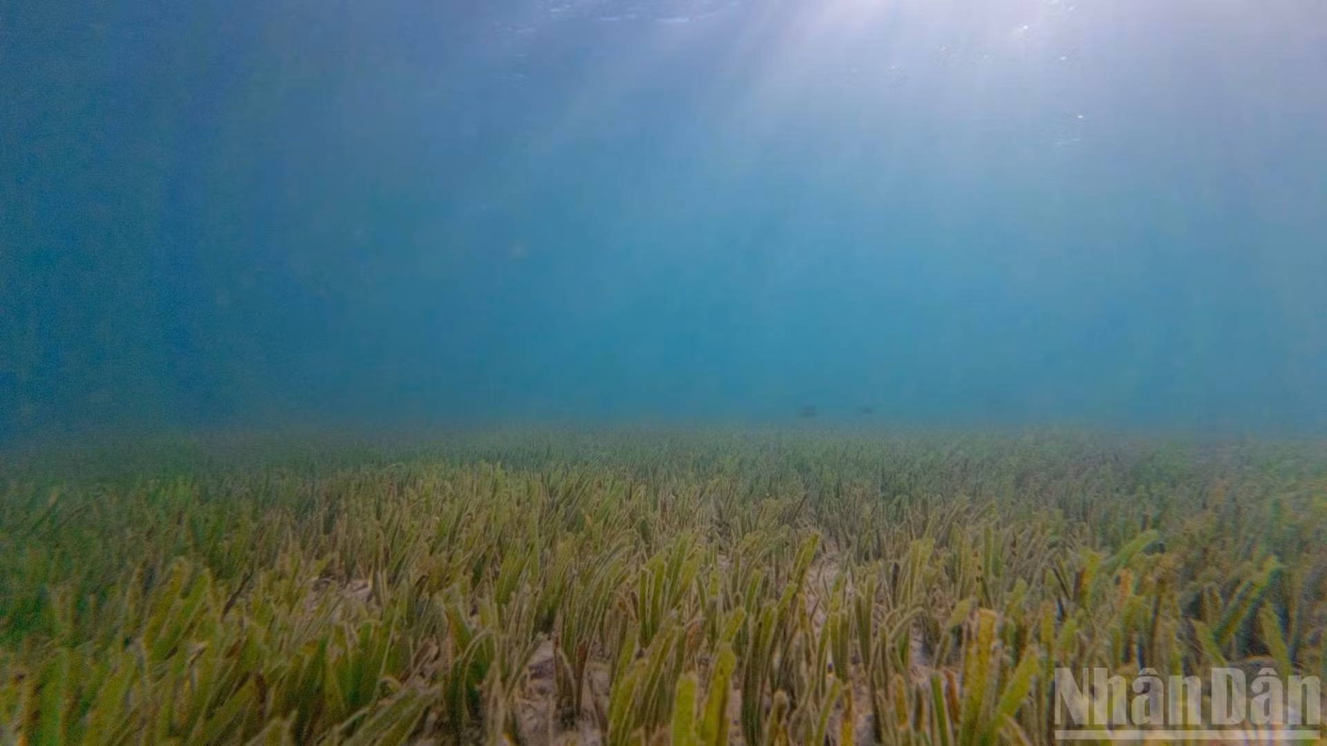 [Foto] Revitalización de praderas submarinas en Cu Lao Cham: Despierta un tesoro del fondo oceánico