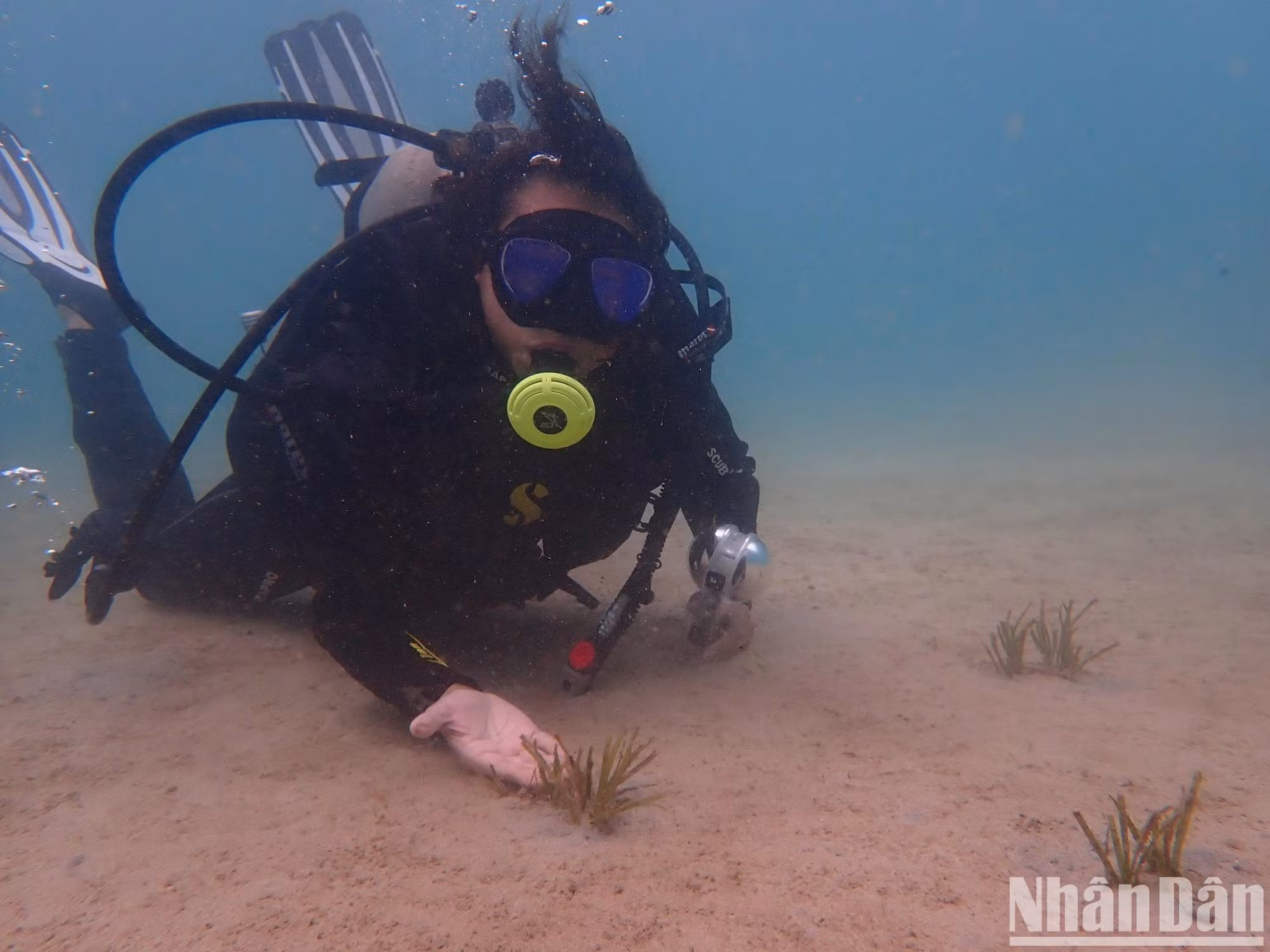 En el marco del proyecto, expertos bucean con frecuencia en el área para monitorear el ecosistema, registrar datos de crecimiento y recolectar semillas de las plantas aún sanas. Establecen zonas de conservación para estas plantas, mientras trasplantan al lecho marino plántulas incubadas en el laboratorio y las marcan para hacer un seguimiento periódico de sus tasas de supervivencia.