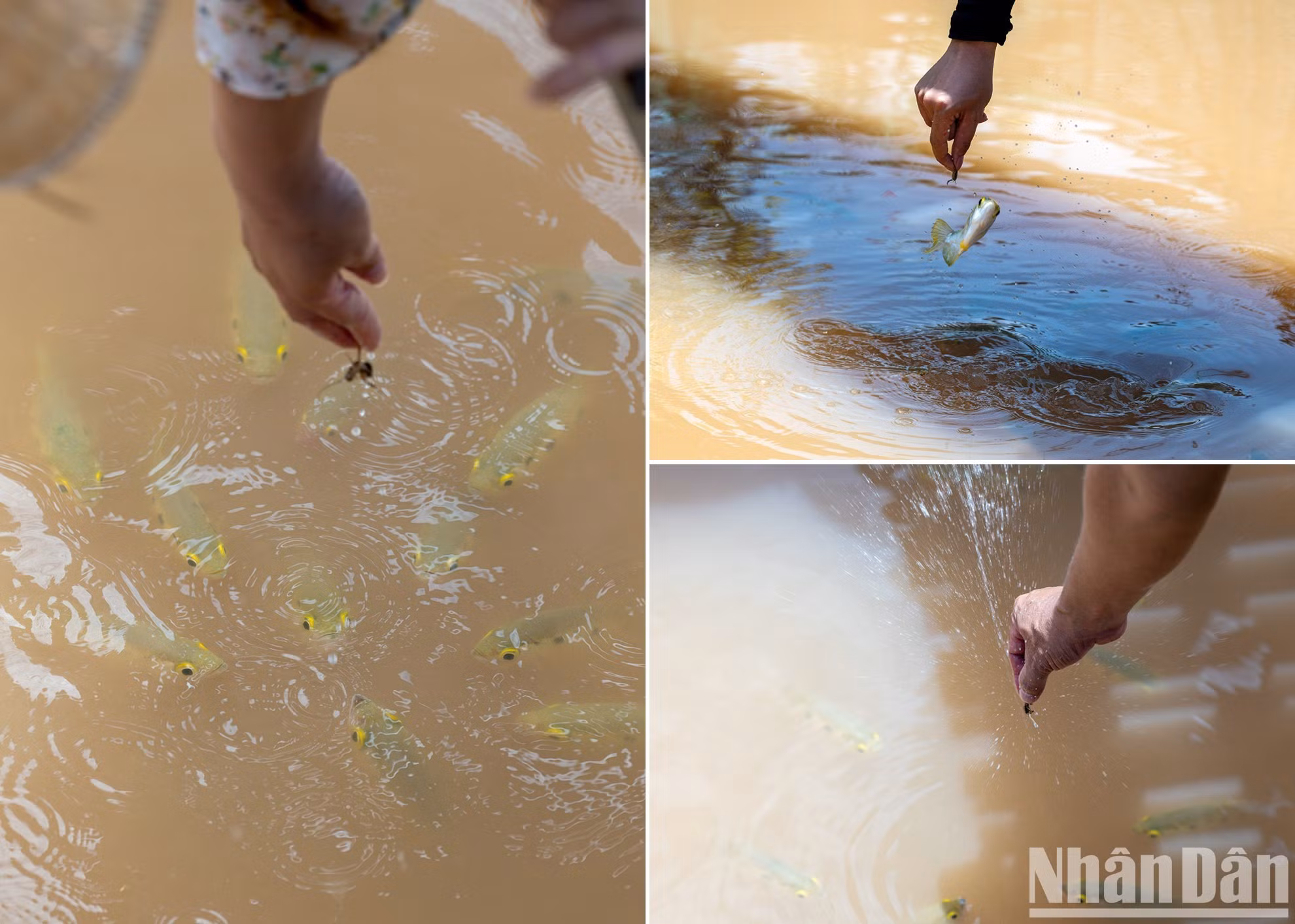 Aquí los peces “sac”, nombre común de varias especies de la familia Osphronemidae, son conocidos por lanzar chorros de agua a presión desde la boca para cazar sus presas. Ver esta habilidad se ha convertido en una actividad favorita de los turistas: sostienen un cebo a la espera de los “disparos”, que alcanzan hasta un metro de altura, o que los peces salten para engullir su comida.