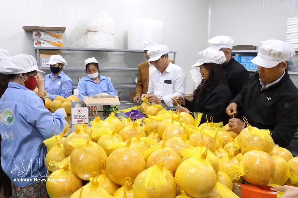 Ceremonia de anuncio de la exportación del primer lote de pomelos de Hoa Binh al mercado de la UE por vía marítima, en 2024.