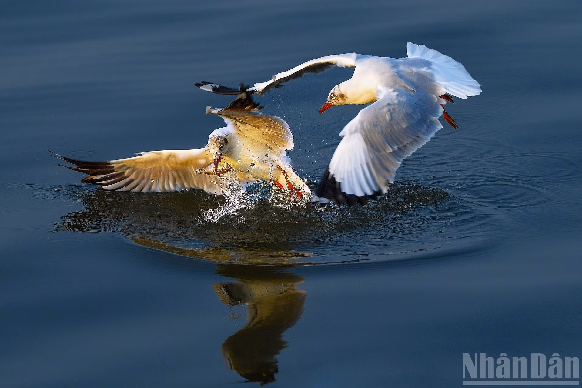 Gaviotas migratorias en la desembocadura de Rach Gia-An Giang. (Foto: Nguyen Dao Duc)