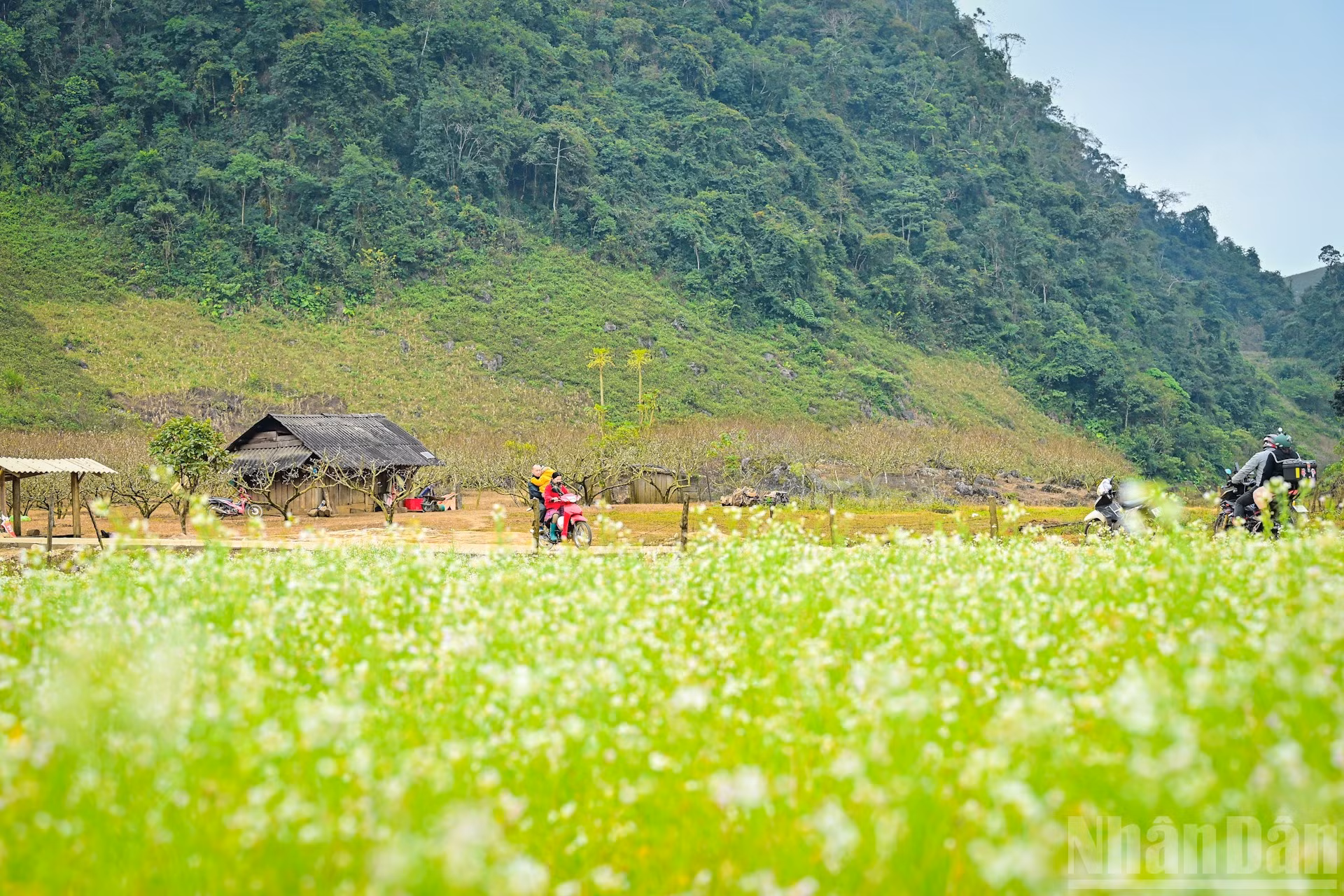 Infinitos campos de flores de mostaza a orillas del camino hacia Hang Tau. El área se vuelve más concurrida por estos días gracias a la afluencia turística.