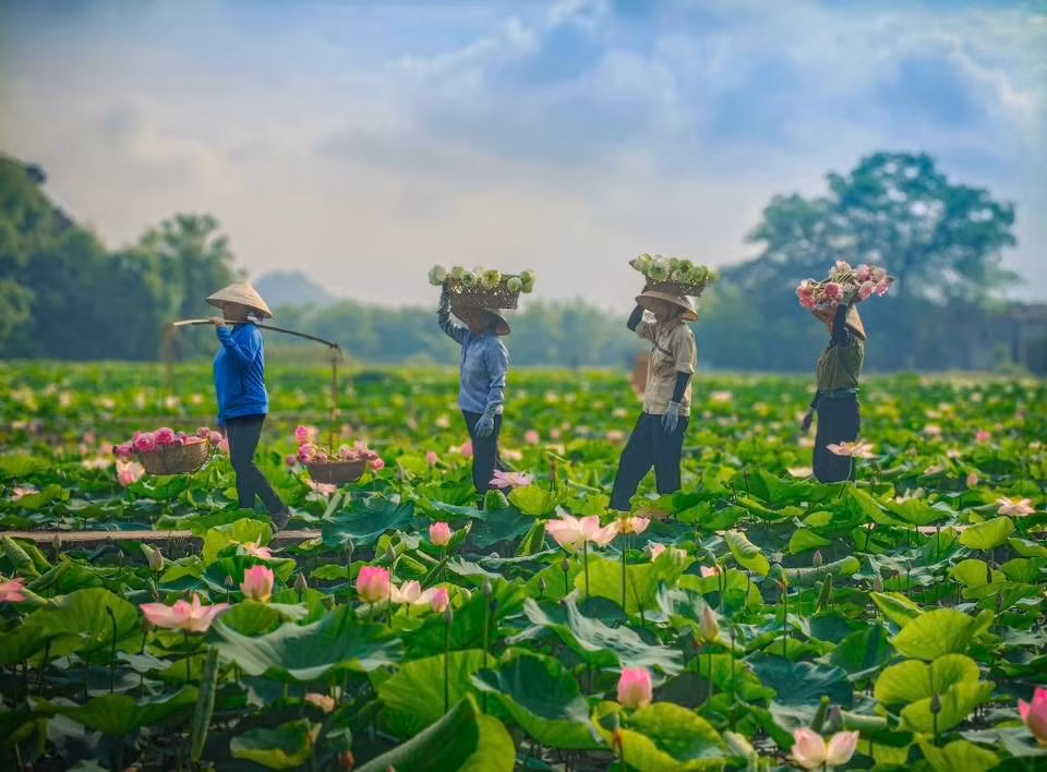 Los visitantes pueden contemplar un bonito cuadro campestre: lugareños con el tradicional sombrero cónico non la recolectan con destreza flores de loto. No solo refleja su trabajo diario, sino también una parte del alma de esta tierra, donde la naturaleza y el ser humano conviven en paz y sencillez.