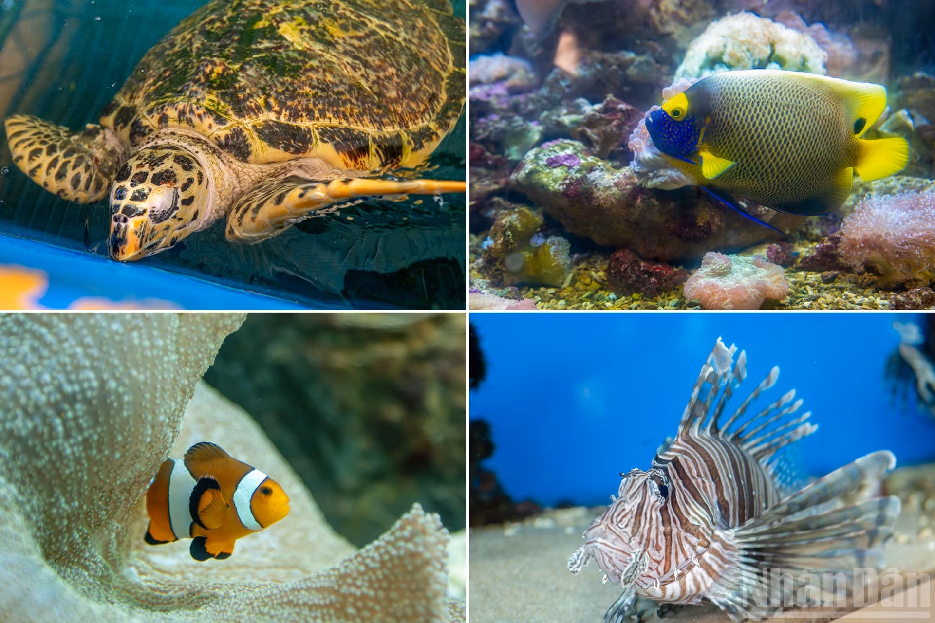 Cada rincón del museo parece una pieza animada del vasto océano que maravilla a los espectadores con la belleza y la magia escondidas en el mundo submarino.
