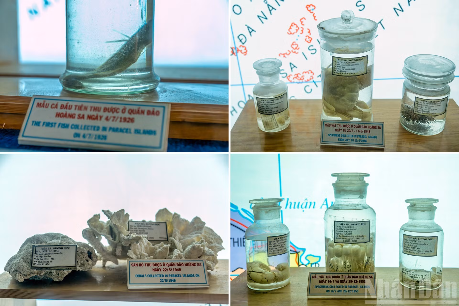 En la sala de recursos marinos de los archipiélagos Hoang Sa (Paracel) y Truong Sa (Spratly) se exponen especímenes de peces, corales y moluscos valiosos recolectados en Hoang Sa entre 1926 y 1953. La colección, que incluye marcadores de tiempo y ubicación de cada hallazgo, reafirma la soberanía de Vietnam sobre ambos archipiélagos.