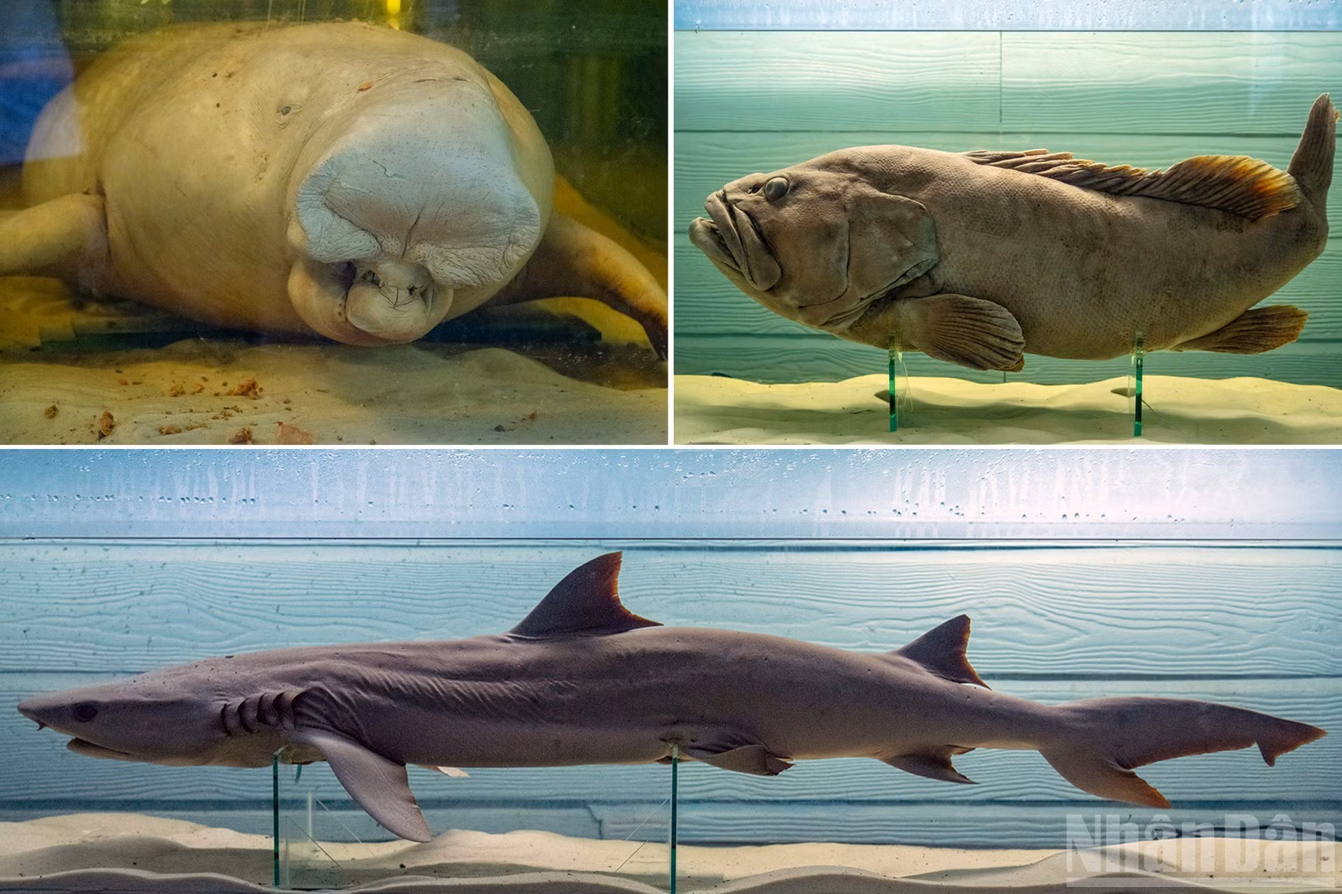 En este acuario se exhiben ejemplares intactos de especies raras conservados en solución de almacenamiento, como el dugón (Dugong dugon), en peligro crítico de extinción y avistado únicamente cerca de la isla de Con, en la antigua provincia de Ba Ria-Vung Tau, en Vietnam; el mero gigante (Epinephelus lanceolatus), un depredador que habita en los arrecifes de coral, y el primitivo tiburón de seis branquias (Hexanchus griseus), que vive en las profundidades marinas.