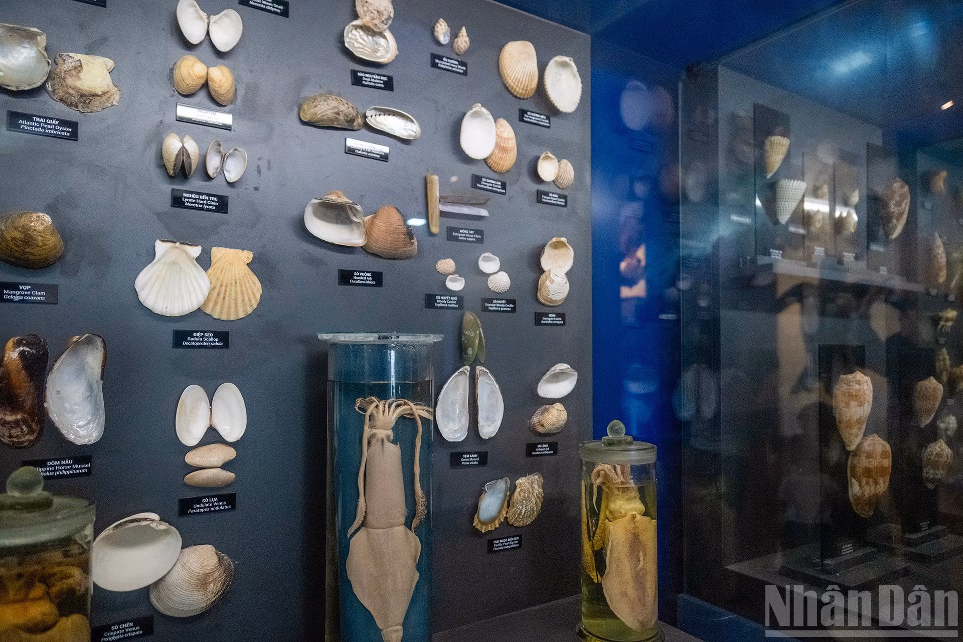 La sala de moluscos presenta especies comunes de esta familia en el Mar del Este, tales como almejas, mejillones, ostras, caracoles y especímenes de sepia y calamar. Estos animales desempeñan un papel imprescindible en el ecosistema marino y en la vida de las personas que viven en la costa.