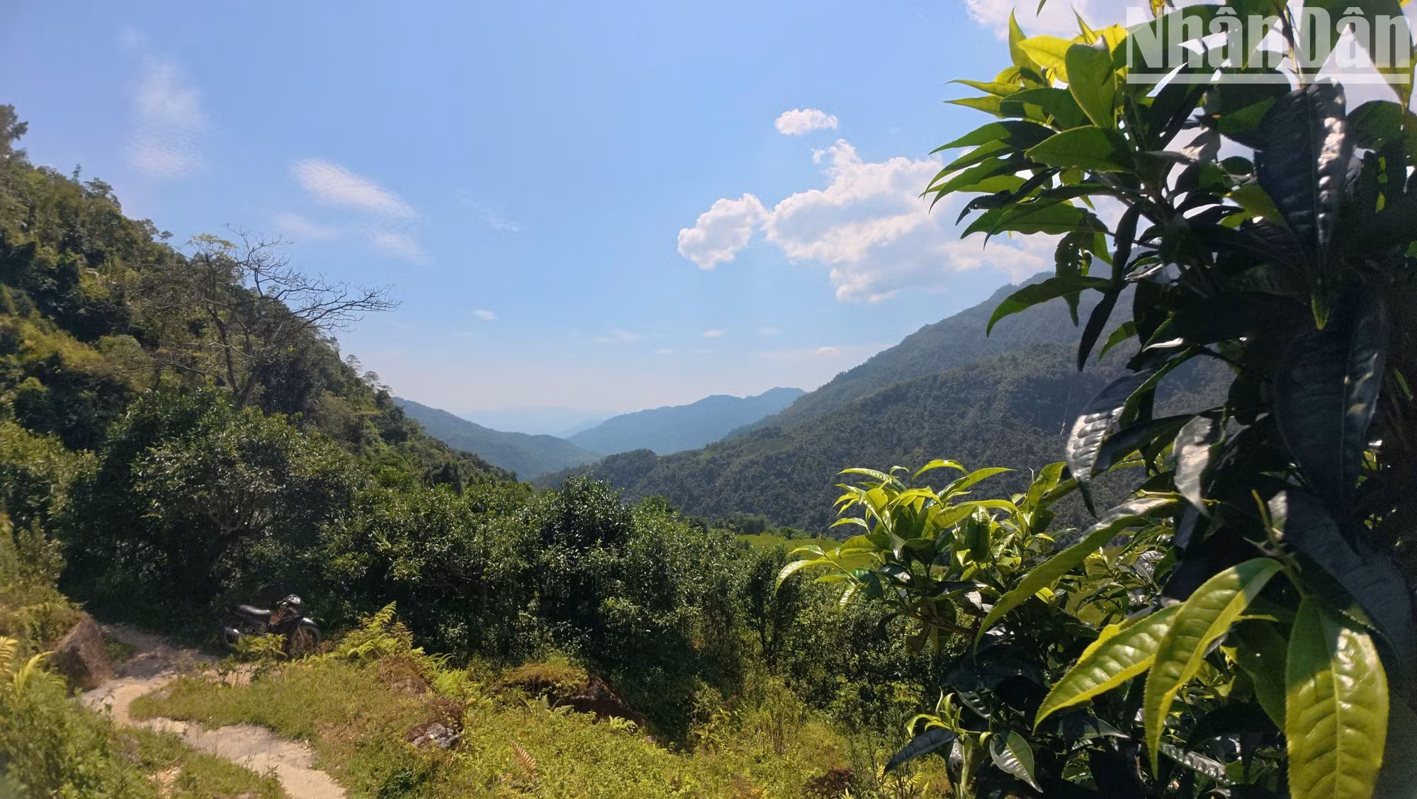 En la comuna de Cao Bo hay más de 820 hectáreas sembradas del té Shan Tuyet (té de nieve de la montaña). En esa vasta plantación, en 2015, la Asociación Vietnamita para la Protección de la Naturaleza y el Medio Ambiente certificó como “Árbol patrimonial de Vietnam” a un conjunto de 220 árboles centenarios. El reconocimiento realza el valor biológico, cultural e histórico de la población de té que porta entrañables lazos con los Dao en Cao Bo.