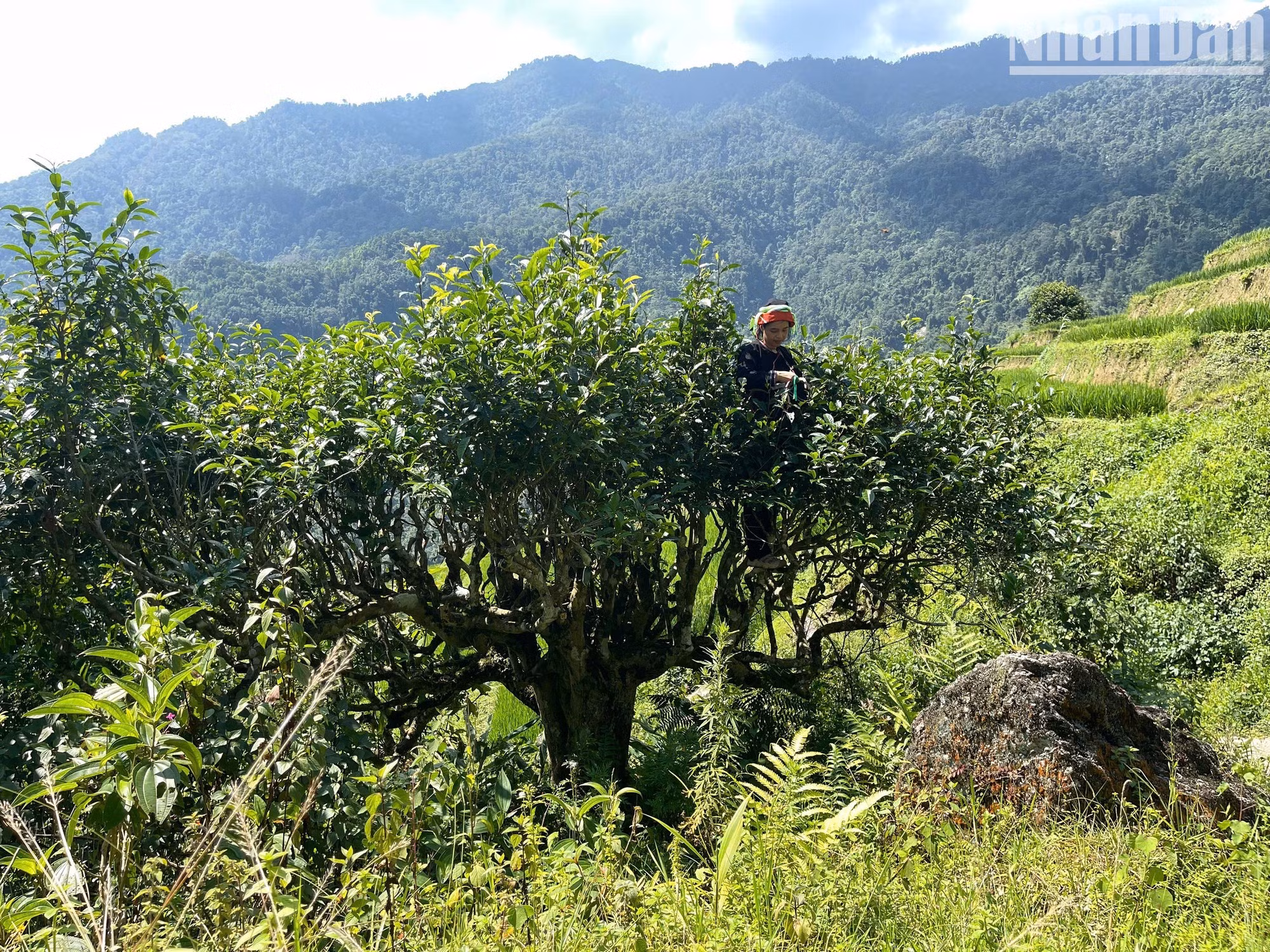 Su crecimiento a mayor altitud otorga a la especie Shan Tuyet en Cao Bo atributos distintivos en cuanto a calidad y sabor. En lugar de formar arbustos como en las zonas semimontañosas, el té de aquí tiene troncos tan grandes que hay que treparse a ellos para recolectar los brotes.
