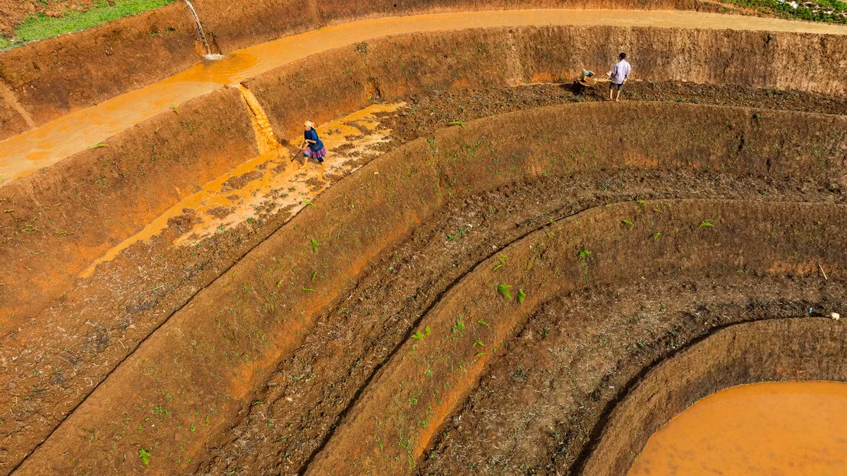 Como el agua se distribuye de forma desigual, alternando bancales inundados con otros secos, los aldeanos deben ir sembrando a medida que avanza el riego.