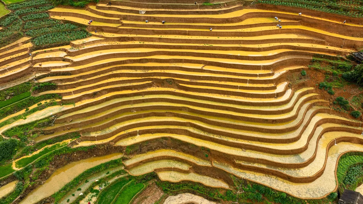 El flujo irregular de agua al campo este año inquieta a muchos lugareños que han pedido una semana libre en su trabajo en las ciudades para volver a casa y ayudar con la siembra. En la comuna de Pung Luong el cultivo se prolonga desde mediados de junio.