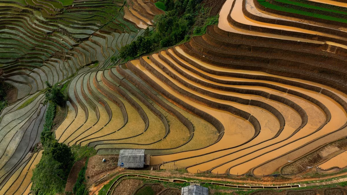 Este campo de arroz escalonado en la colina de Mong Ngua, en Sang Nhu, se puede visitar a mediados de junio. Para llegar hay que salvar apenas dos kilómetros desde el centro de Mu Cang Chai. Otra parada obligada para los amantes de este paisaje es la aldea de Kim Noi, a unos ocho kilómetros, considerada también un lugar ideal para contemplar el amanecer.