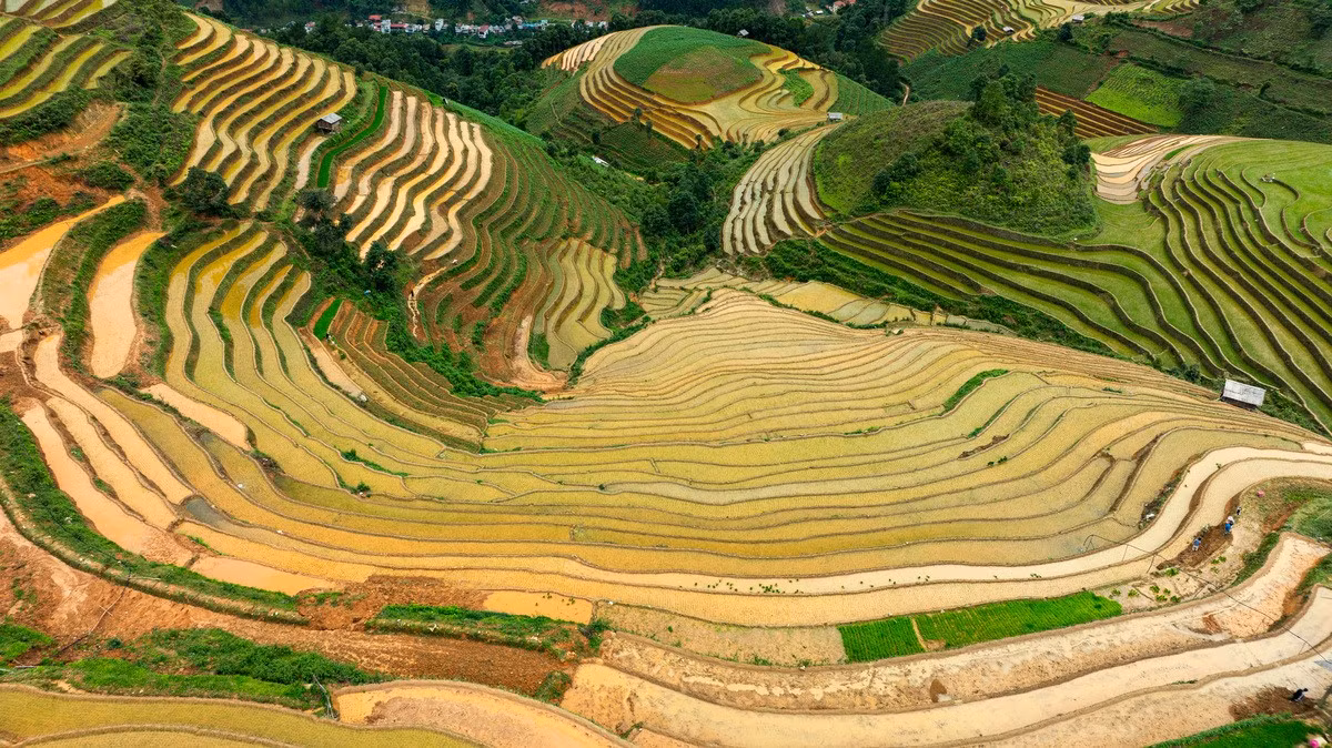 Aquellos que viajen desde Hanói pueden tomar el autobús nocturno con destino al centro de Mu Cang Chai y alquilar motos (si se desea, con servicio de conductor) para desplazarse entre los destinos, que distan entre 15 y 20 kilómetros.
