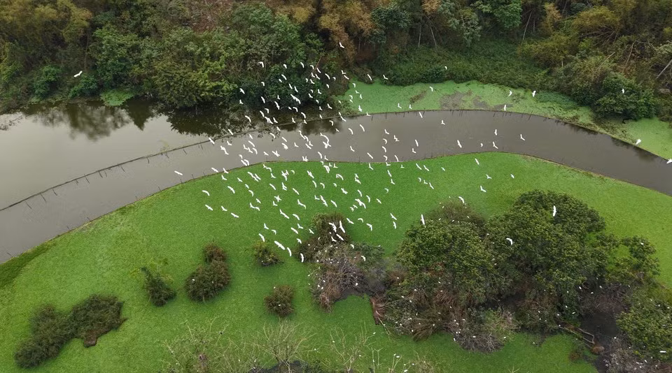 Durante la temporada alta de reproducción, que comprende desde el octavo mes lunar hasta el cuarto mes lunar del año siguiente, la población de aves en el jardín de Thung Nham puede llegar a decenas de miles.