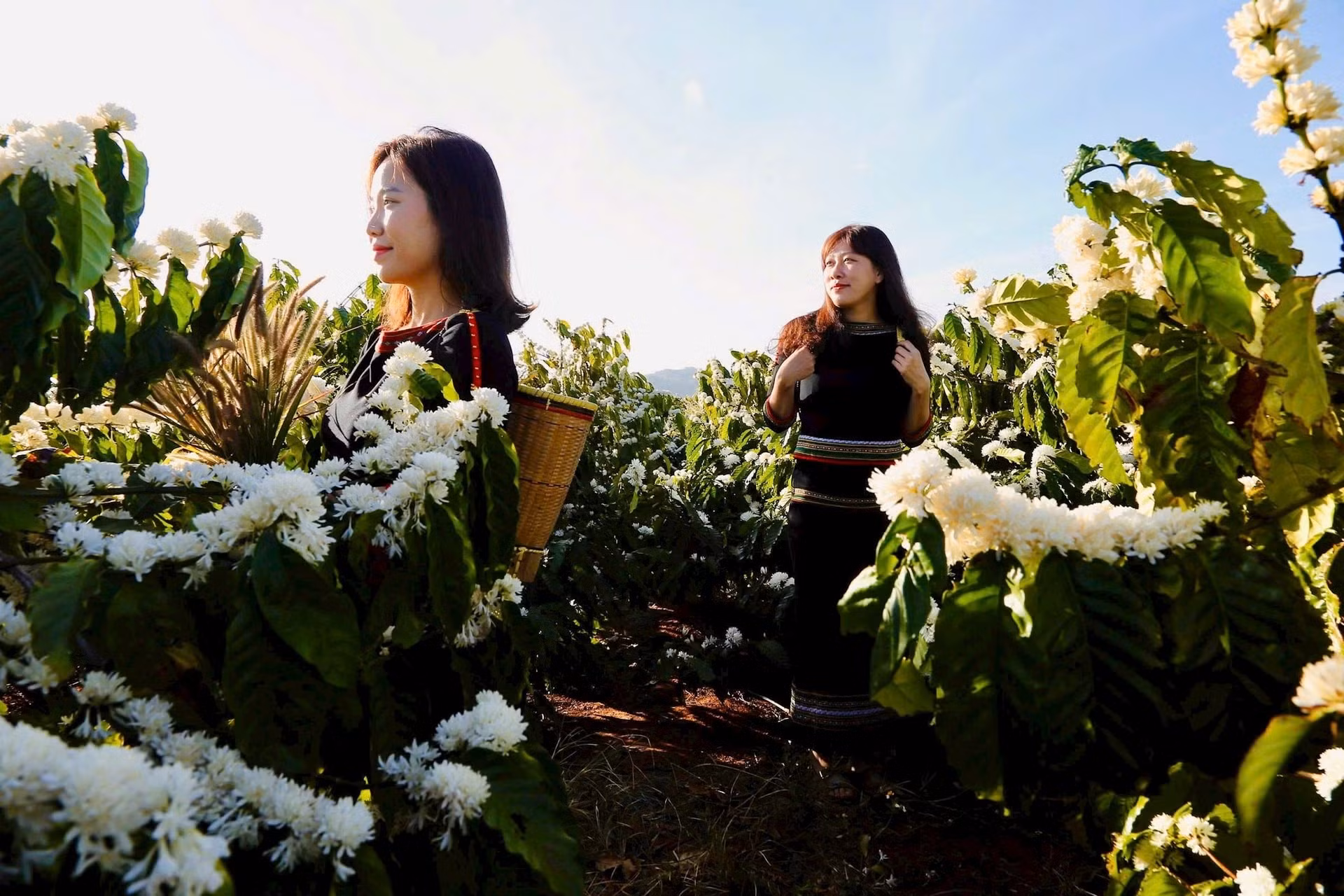 La alegría por la cosecha abundante se multiplica considerando el alza de los precios del café en el mercado mundial. Los caficultores hacen valer su experiencia y sienten pleno orgullo por las marcas de productos agrícolas vietnamitas.
