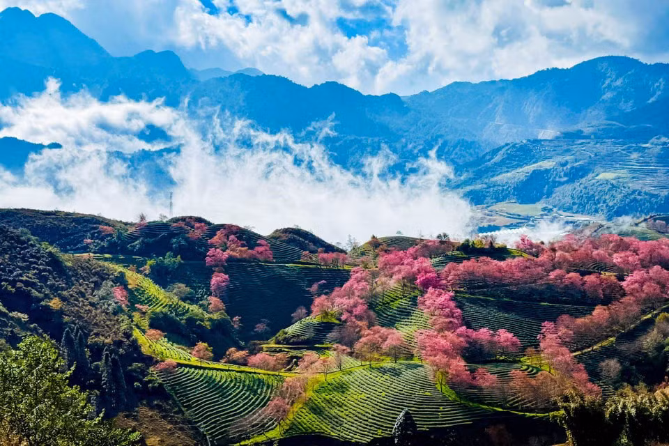 081225cerezo10.jpg