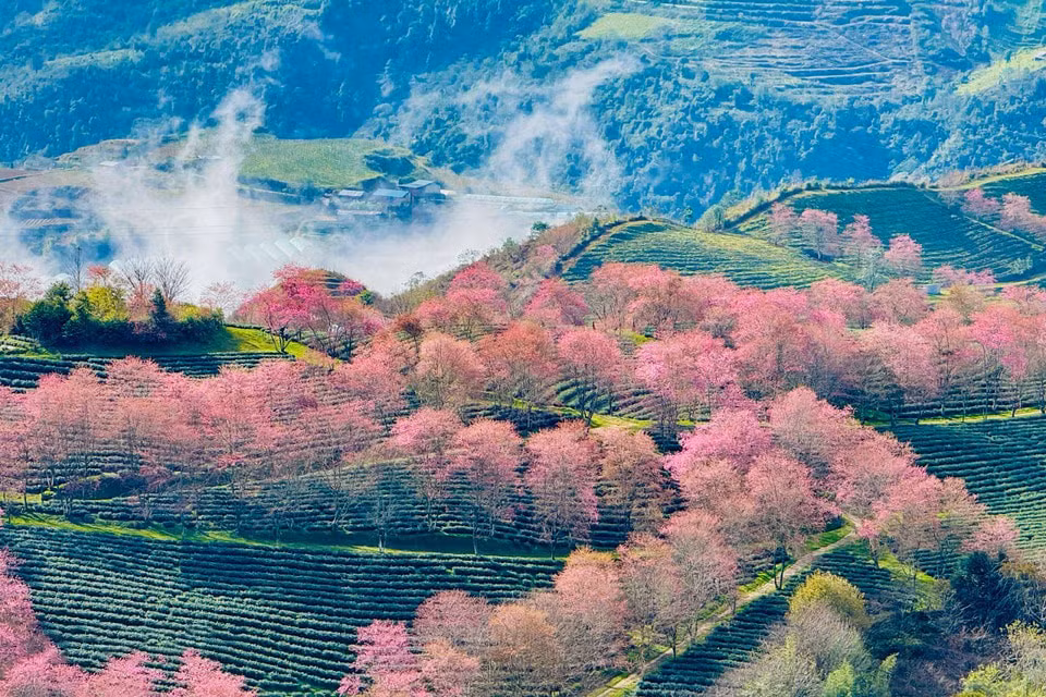 081225cerezo17.jpg