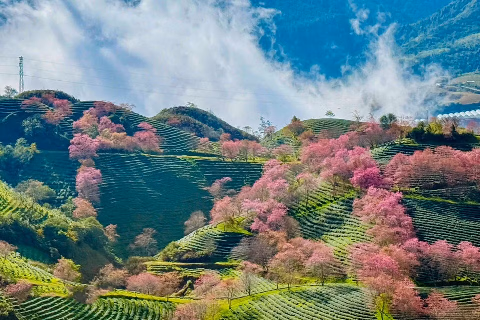 081225cerezo3.jpg