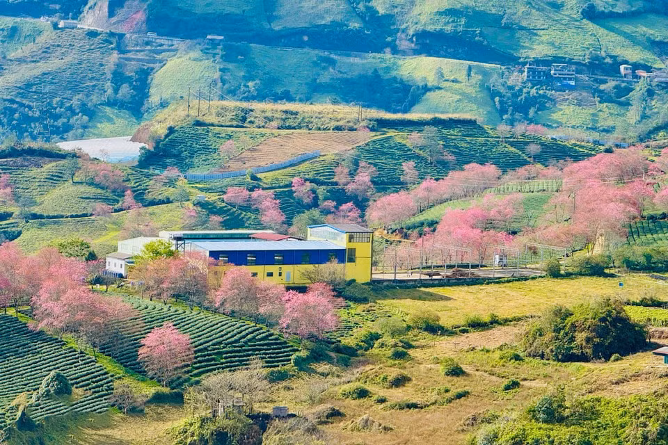 081225cerezo18.jpg