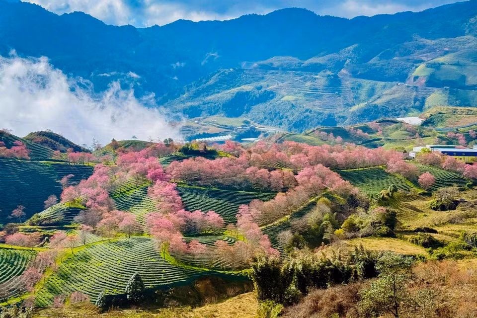 081225cerezo21-22.jpg