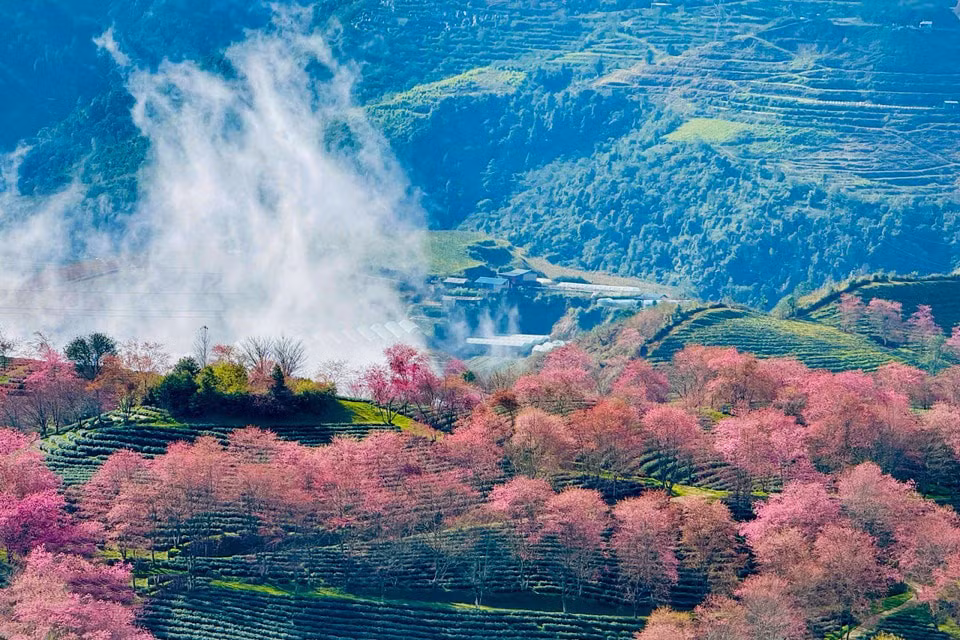 081225cerezo4.jpg