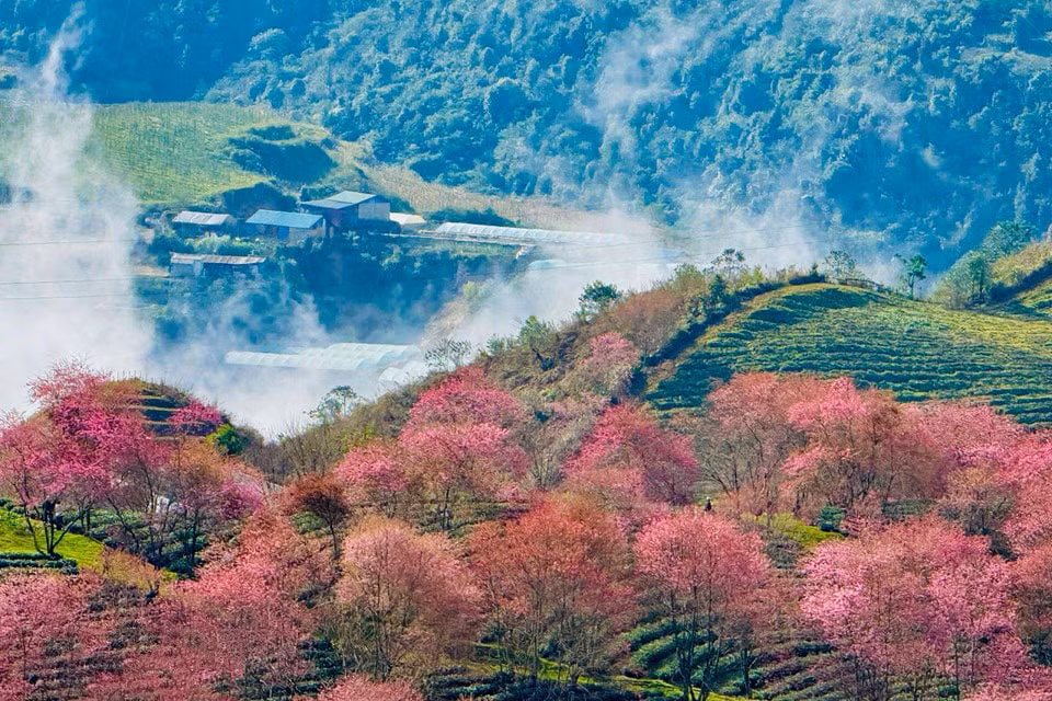 081225cerezo15-16.jpg