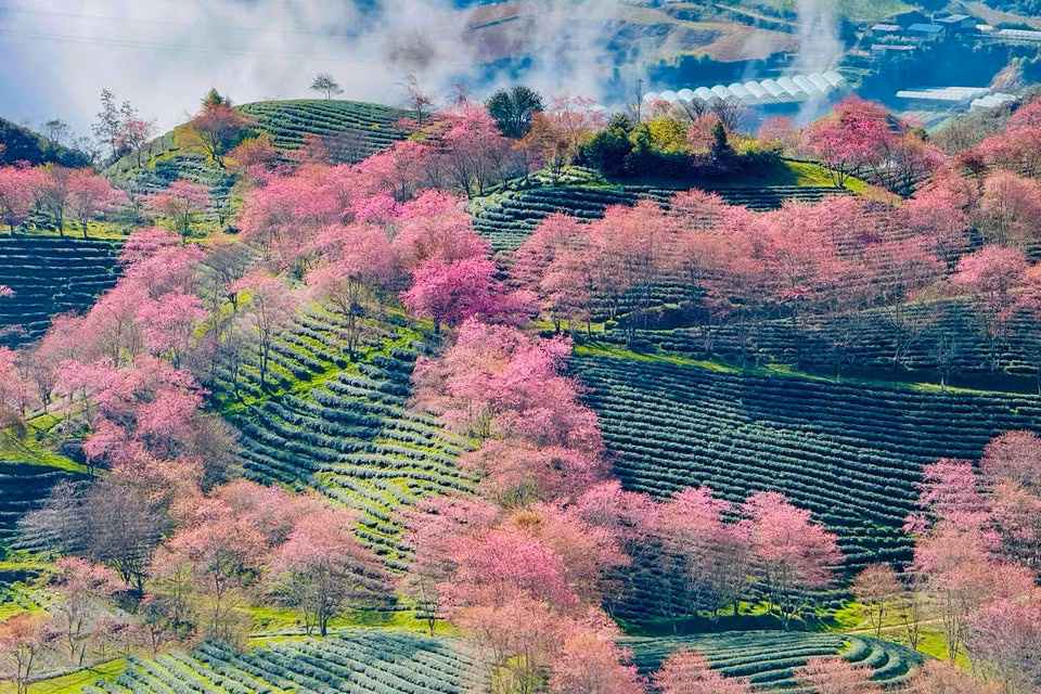 081225cerezo23-24.jpg