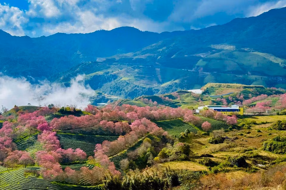 081225cerezo5.jpg