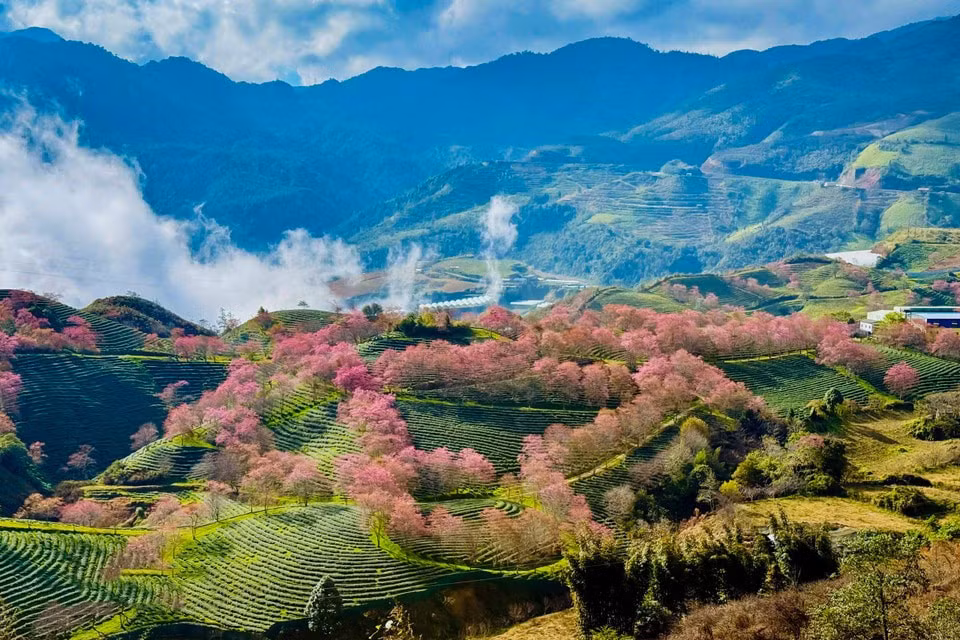 081225cerezo8.jpg