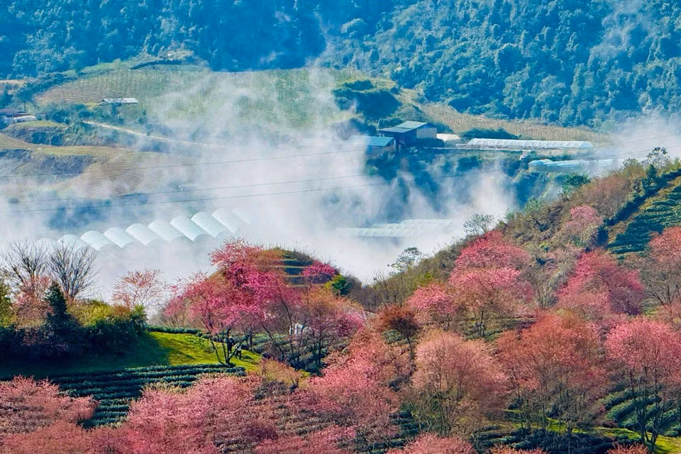 081225cerezo13.jpg