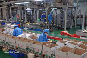 La empresa Long Hai, ubicada en el Clúster Industrial 1, barrio de Thach Khoi, ciudad de Hai Phong, produce cada año cientos de toneladas de productos destinados al consumo nacional y a la exportación. (Foto: VNA)