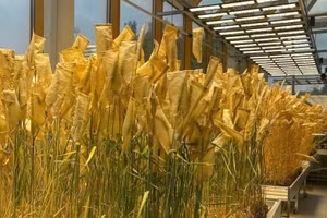 Modelo experimental de cultivos de cereales en un invernadero del Instituto de Biotecnología Agrícola de la Universidad Nacional Agrícola K.A. Timiryazev de Rusia. (Foto: VNA)
