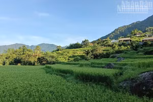[Foto] Explorar árboles seculares de Shan Tuyet y cultura del té de la etnia Dao en norte de Vietnam