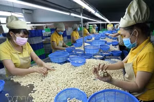 Procesamiento de granos de anacardo para la exportación en la empresa Nguyen Thong, provincia de Dak Lak. (Foto: VNA)
